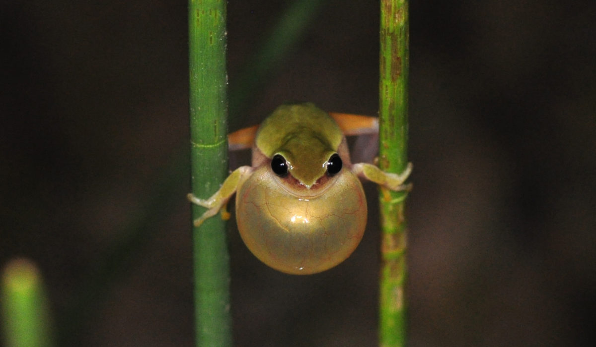 Ferrari-Frosch (c) Martin Jansen